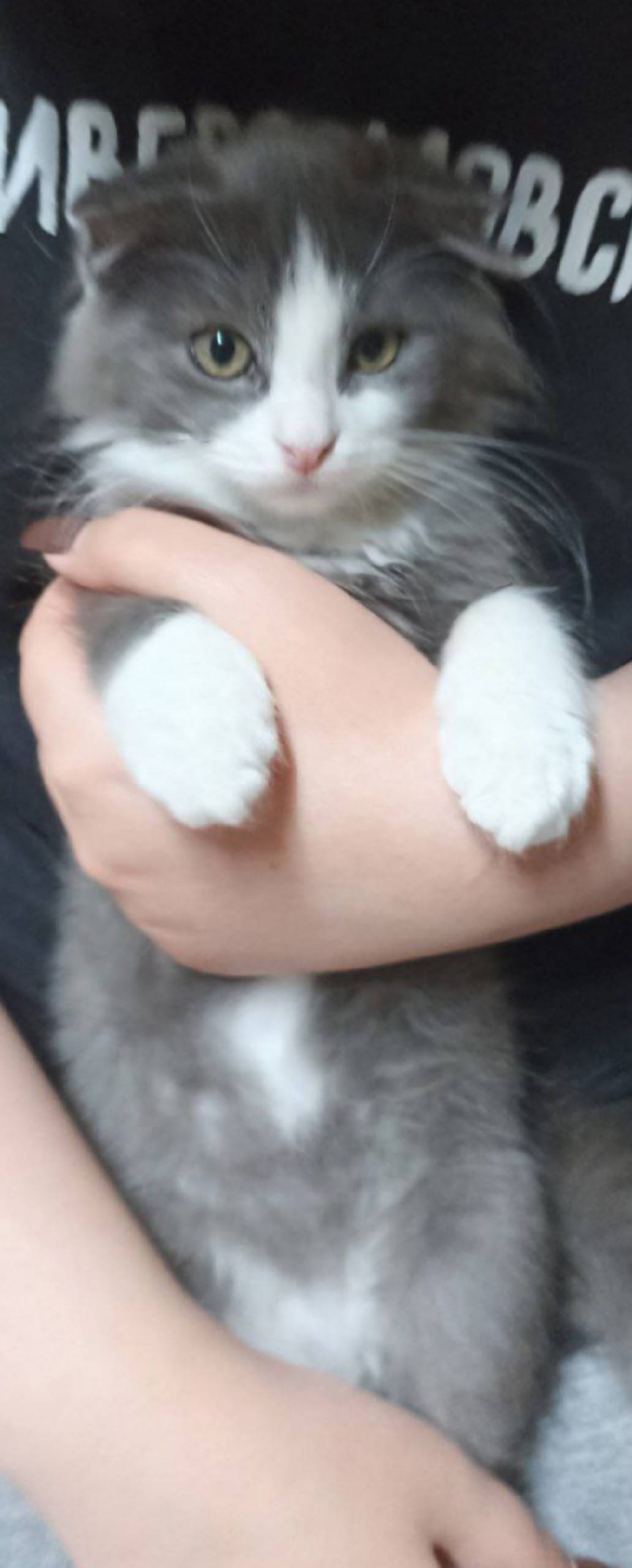 Добрый вечер, пропал котëнок б...