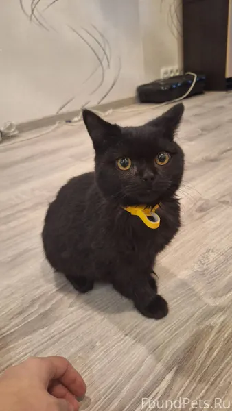 Найден котёнок. Мальчик добрый...