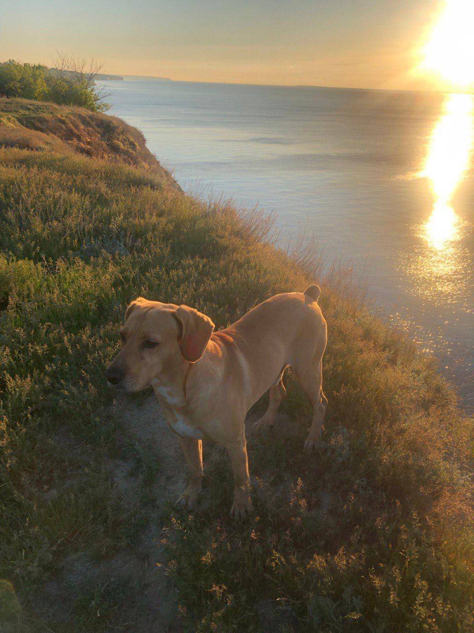 Потерялась собака. Кто видел с...