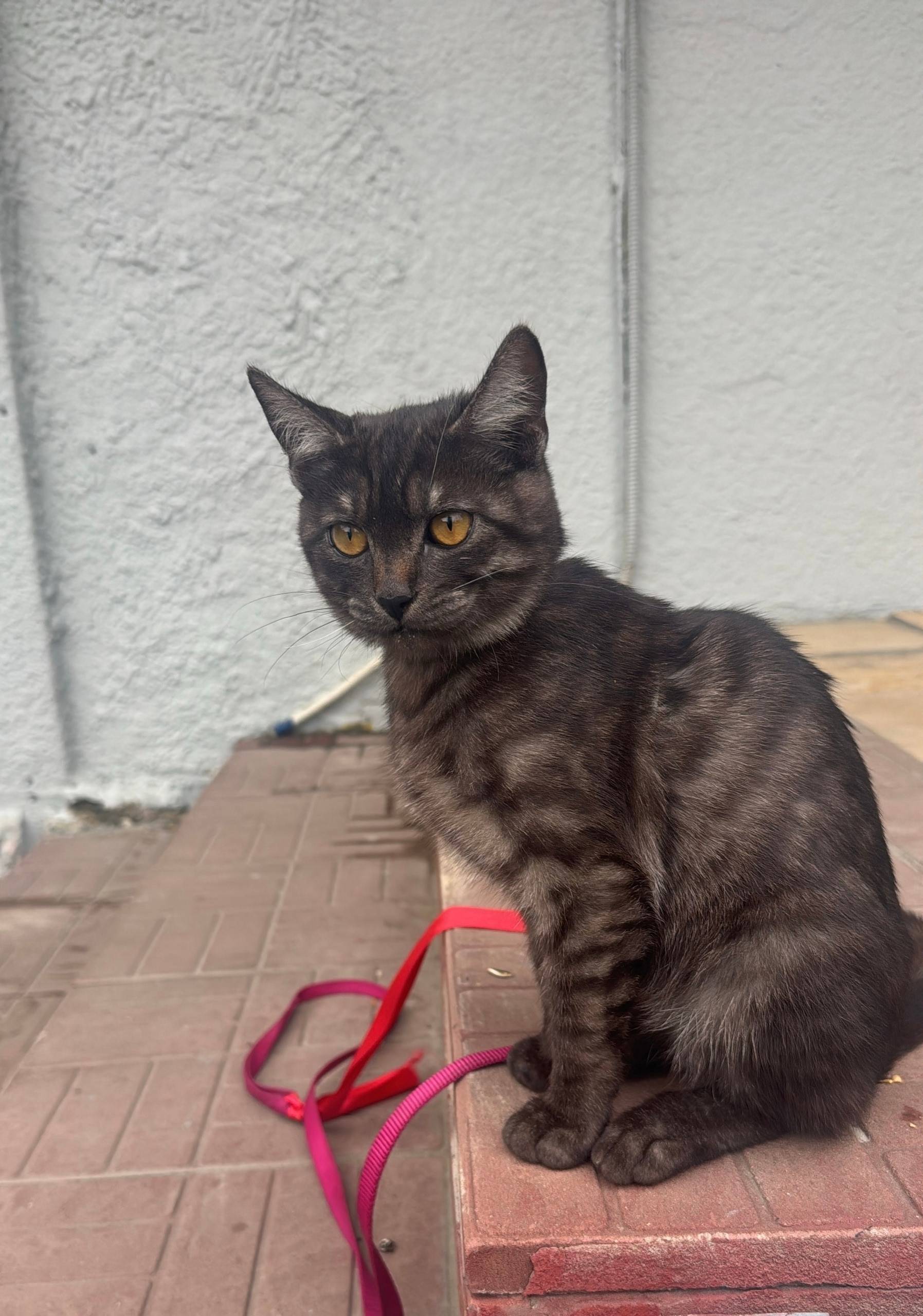 Дорогие, друзья ! У людей проп...