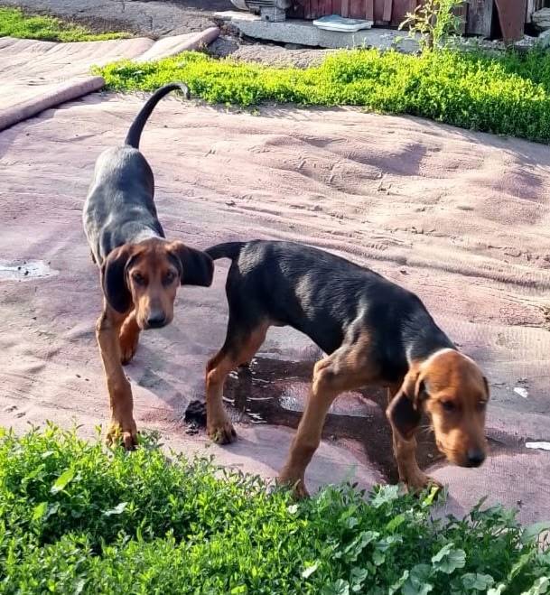 Здравствуйте , дорогие друзья ...