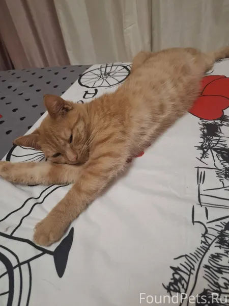 Найден котёнок, мальчик. На ви...