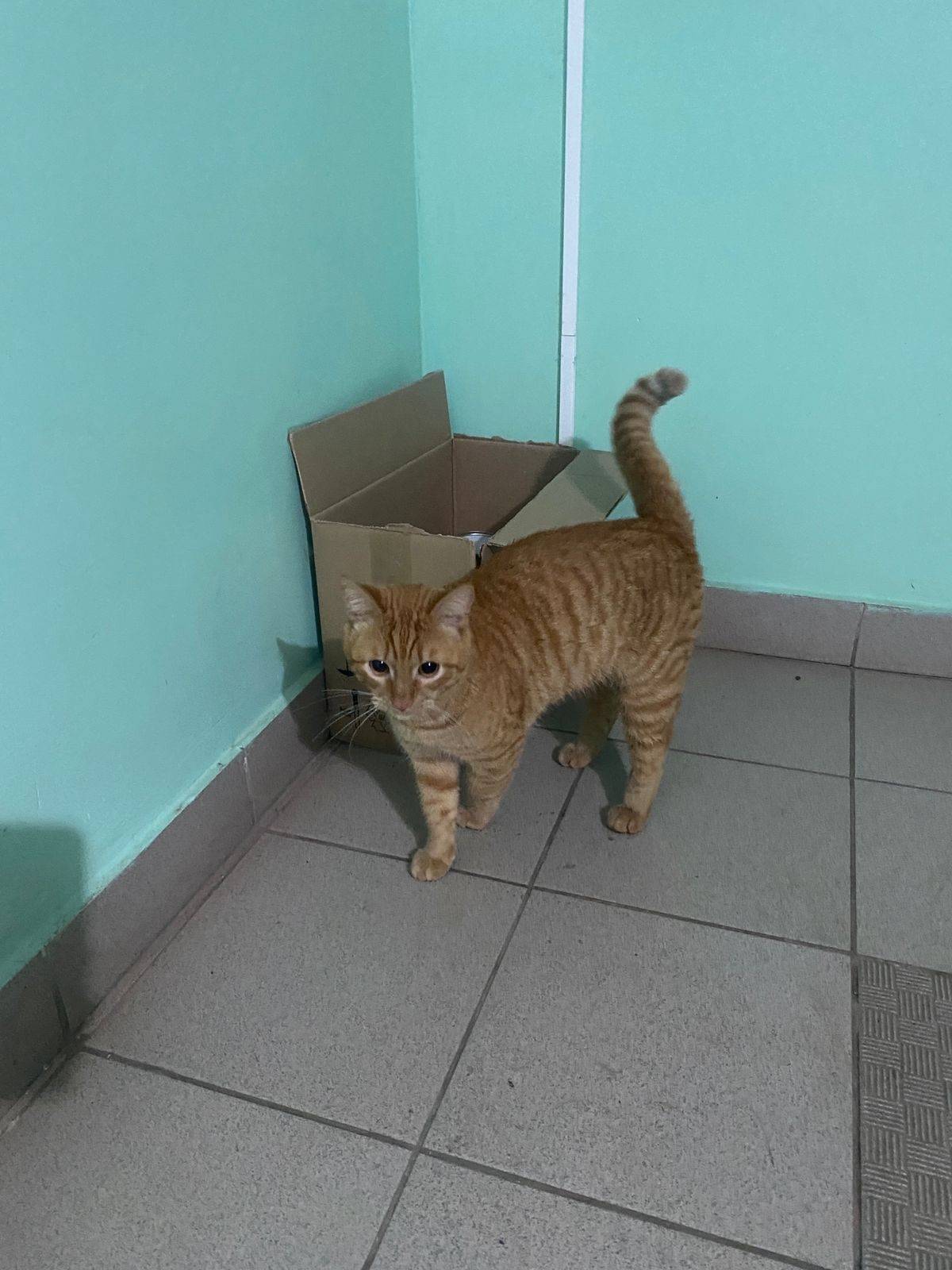 Найден рыжий кот. Очень ласков...