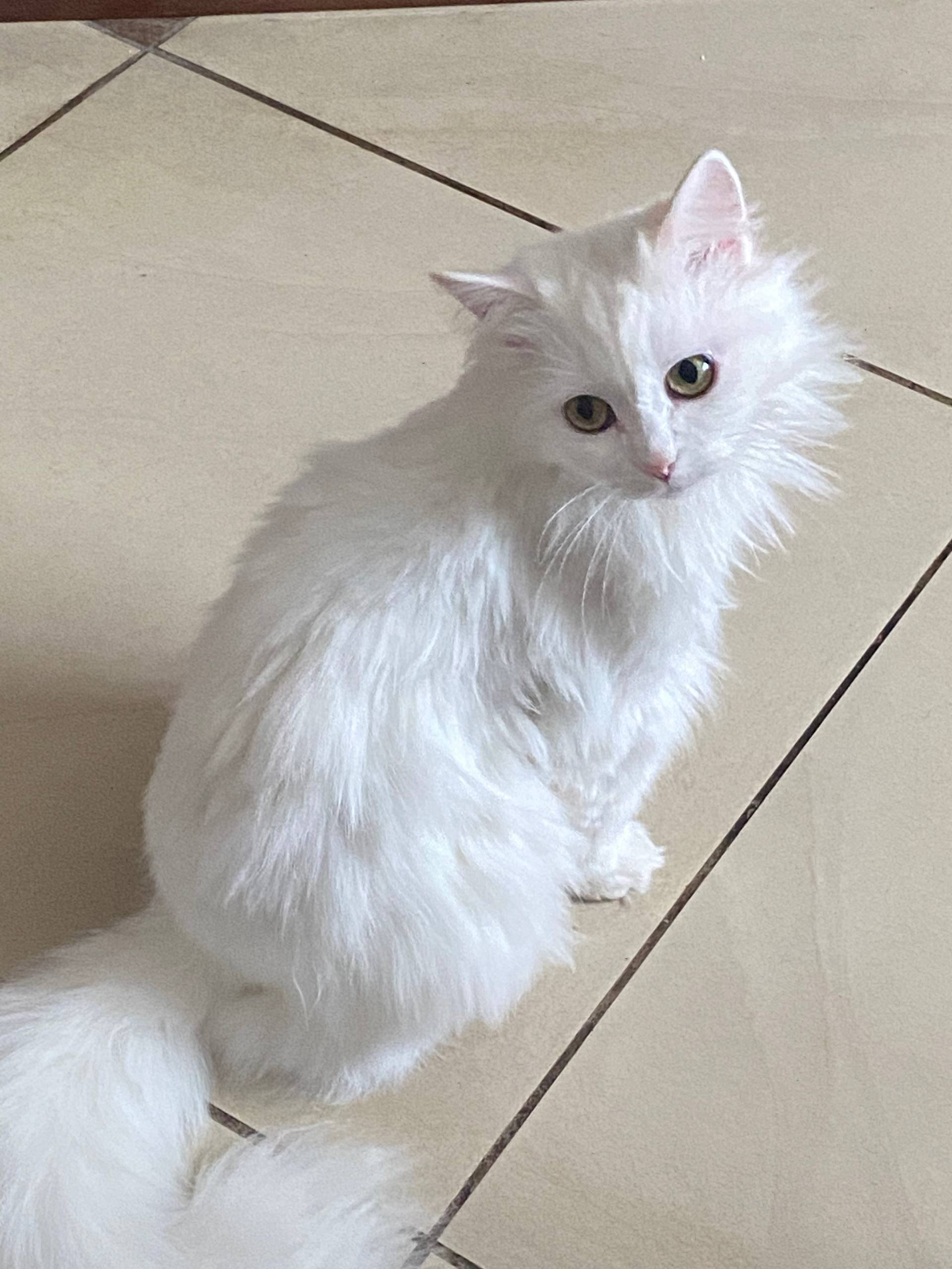 ПРОПАЛА КОШКА! в деревне Жучки...