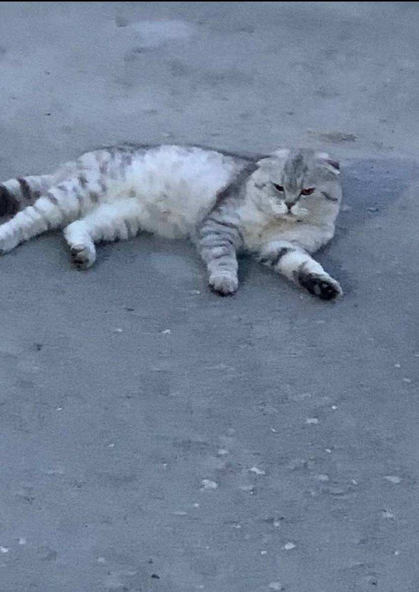 Пропал наш кот , район лягушат...