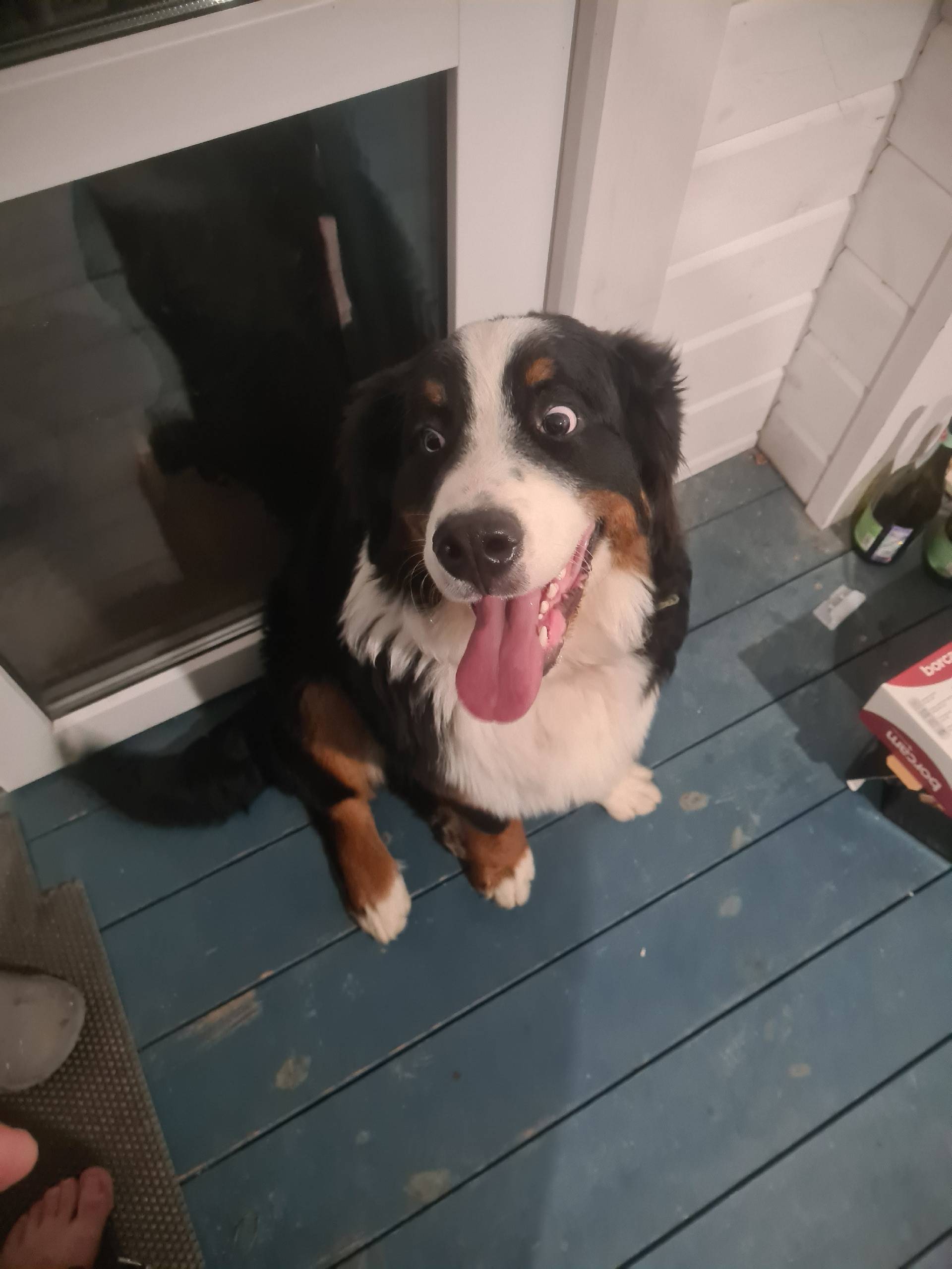 Чей пёс потерялся? Бегает в по...