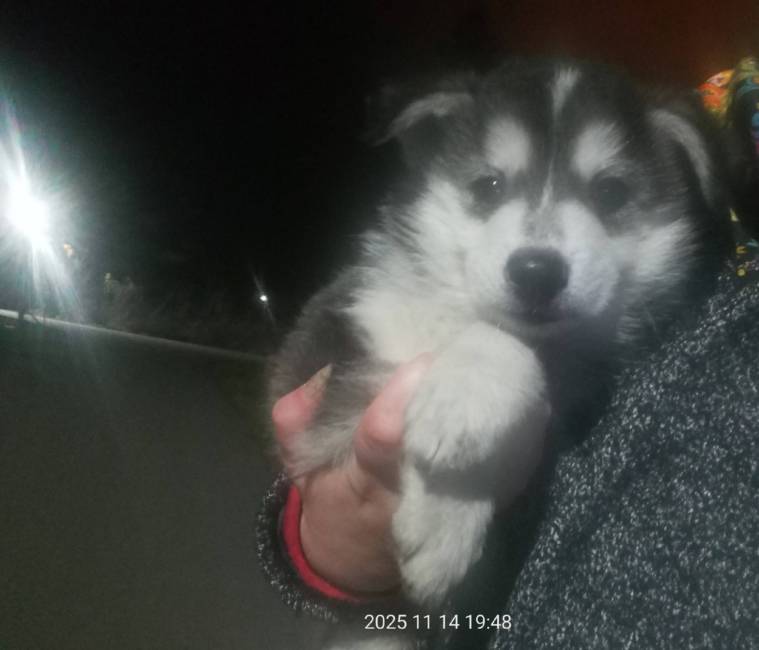 Добрый вечер! Найден щенок, в ...