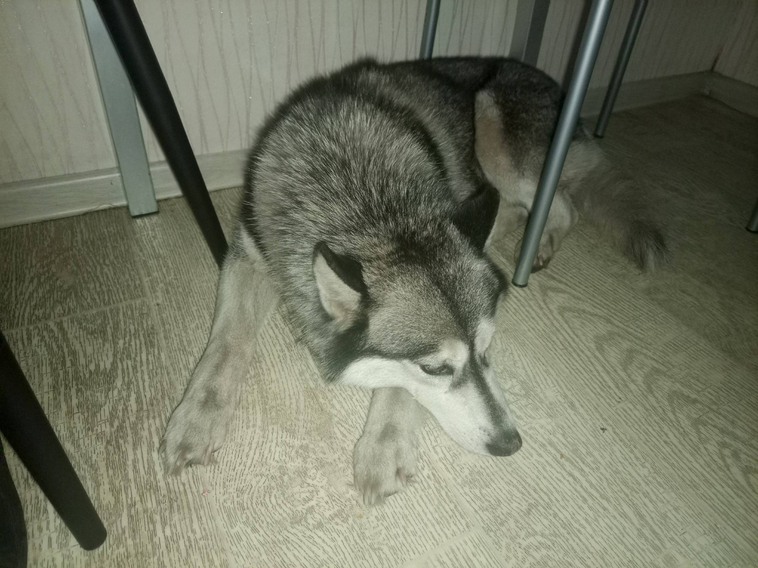 Найдена собака хаска хозяин от...