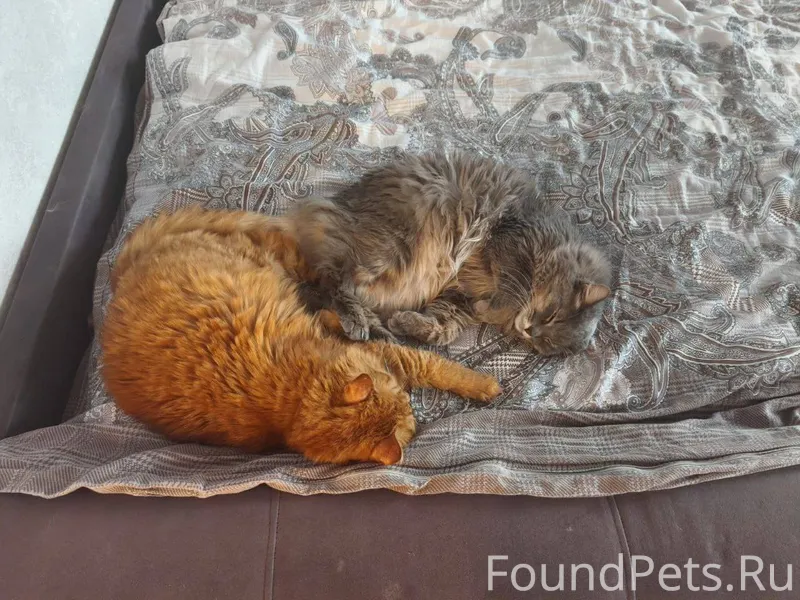 ‼️СРОЧНО‼️ Пропал рыжий кот. П...