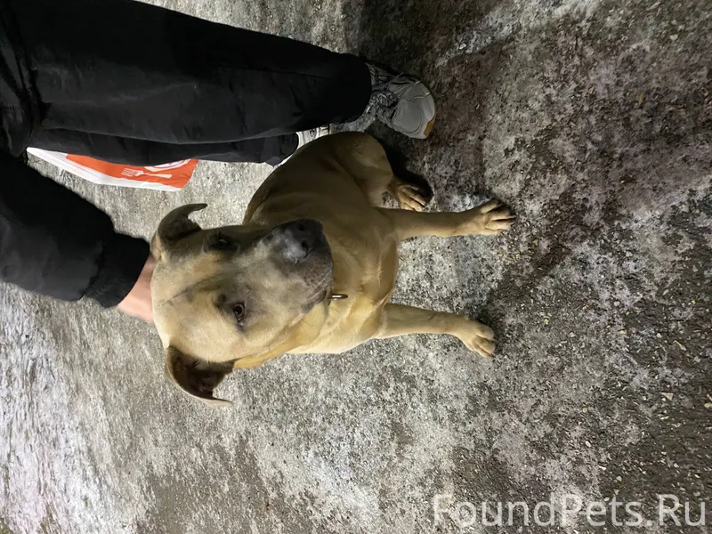 Нашли собаку На Юбилейный КБ к...