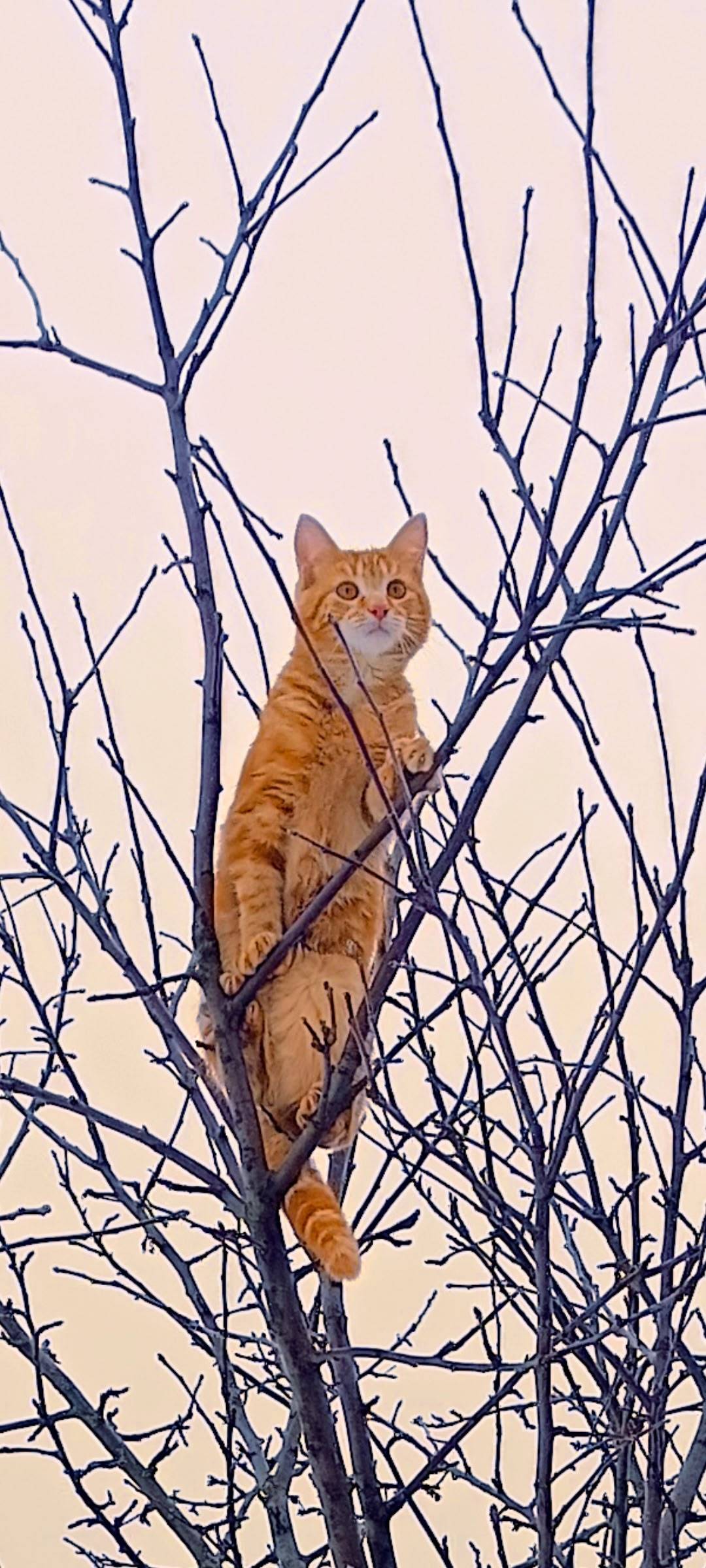 Здравствуйте. Пропал кот, с ул...