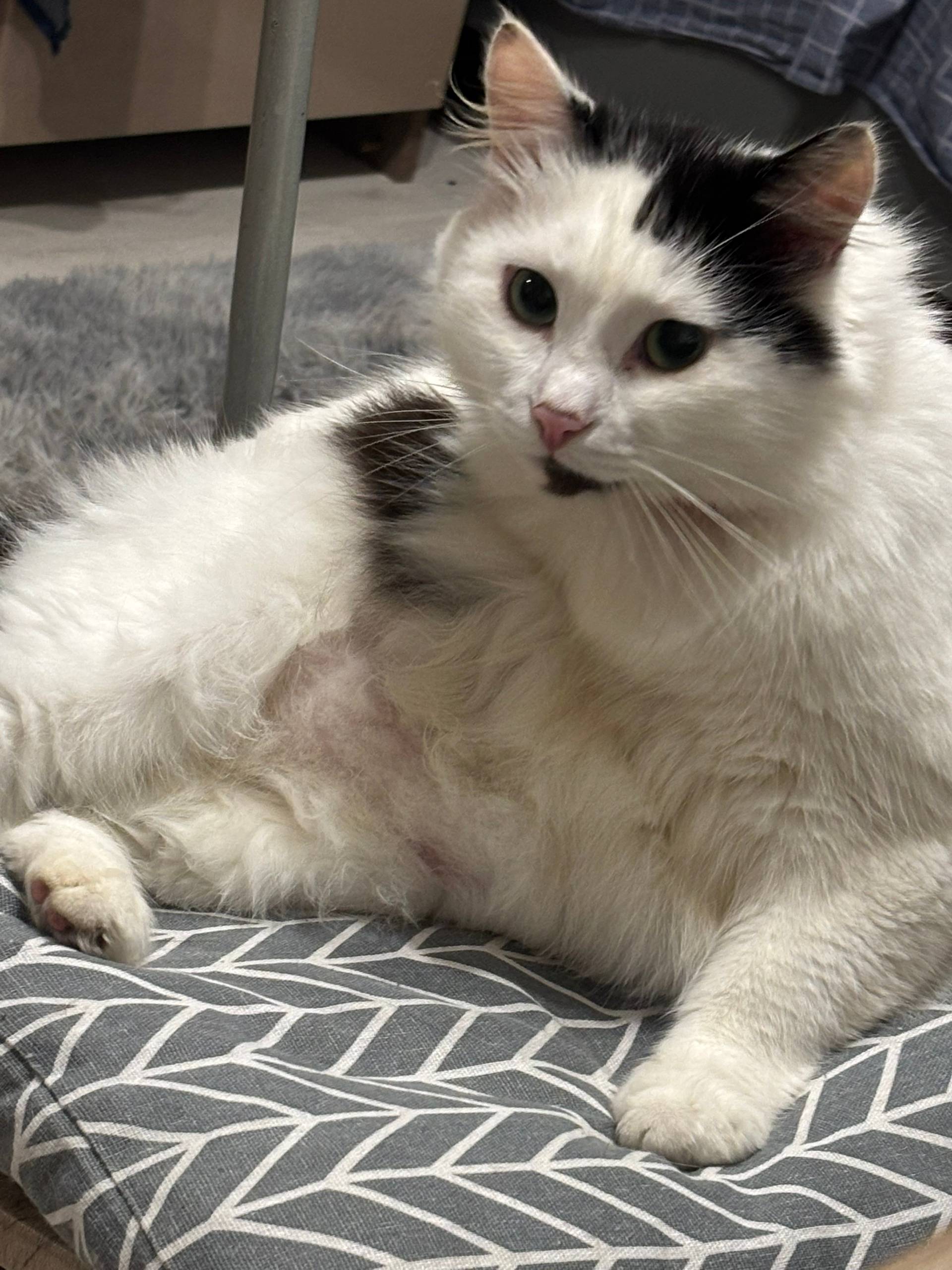 Пропал кот, по кличке Лотос(пу...