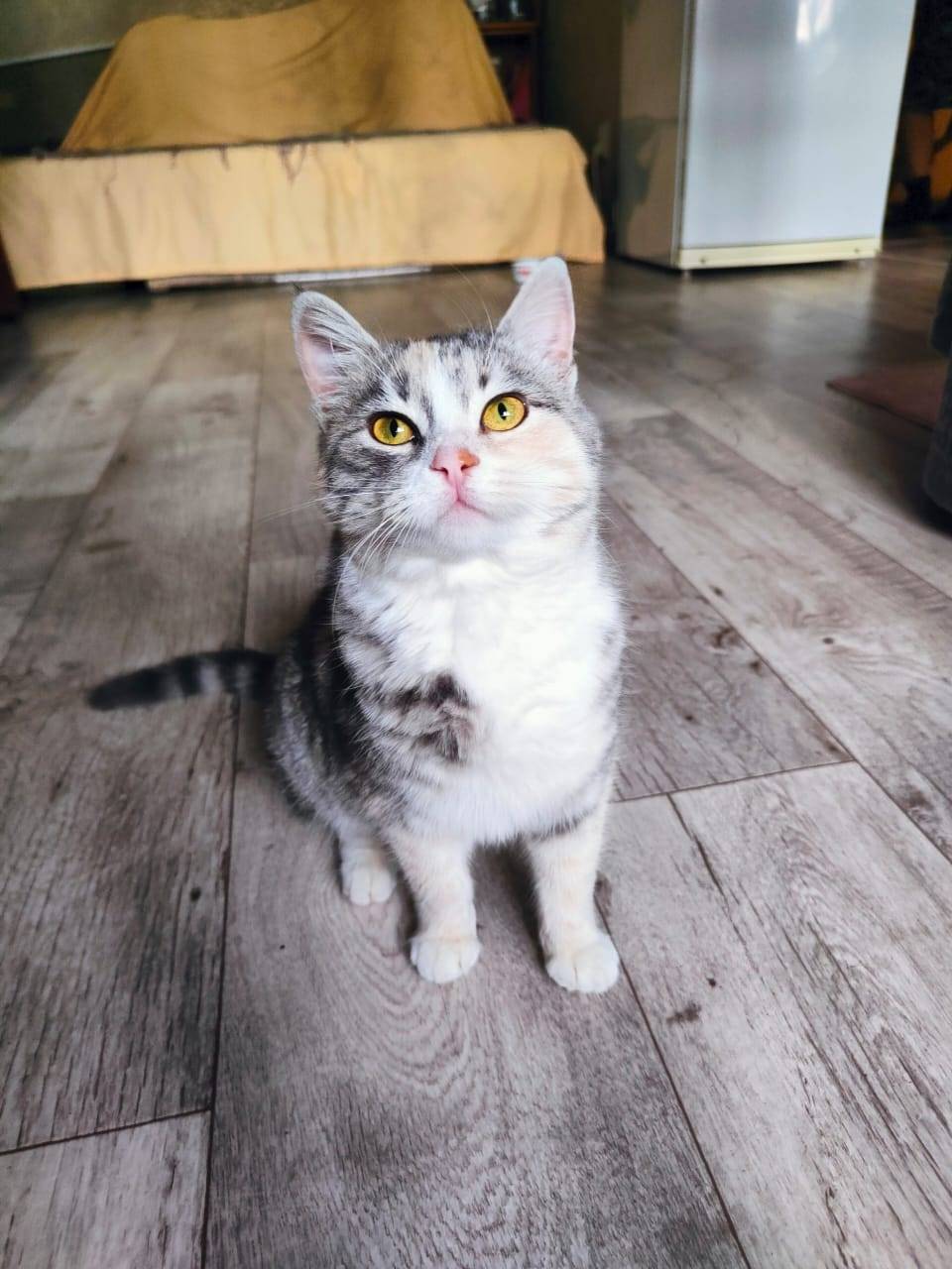 Найдена прекрасная молодая кош...