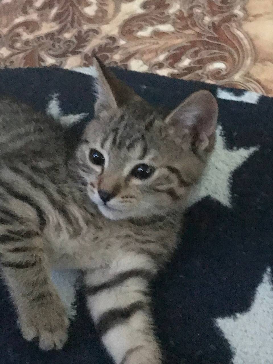 Пропал кот на улице московская...