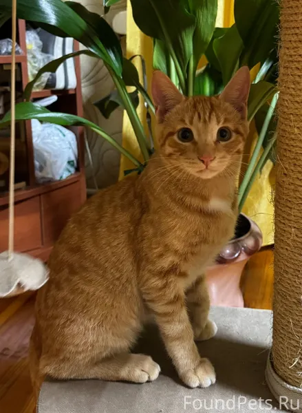 Пропал кот! Рыжий, с полосками...