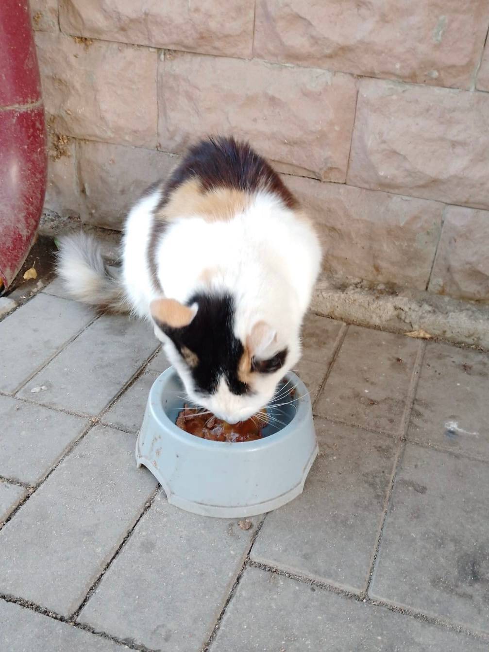 Пропала кошка, жила в Ростове ...