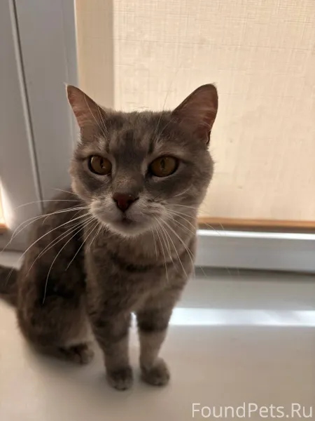 Пропала кошка!!! Серая кошка, ...