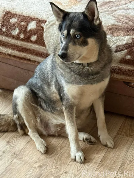 Пропала собака. Район Метзавод...