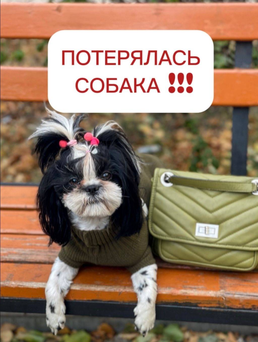 Потерялась собака ши-тцу . 15....