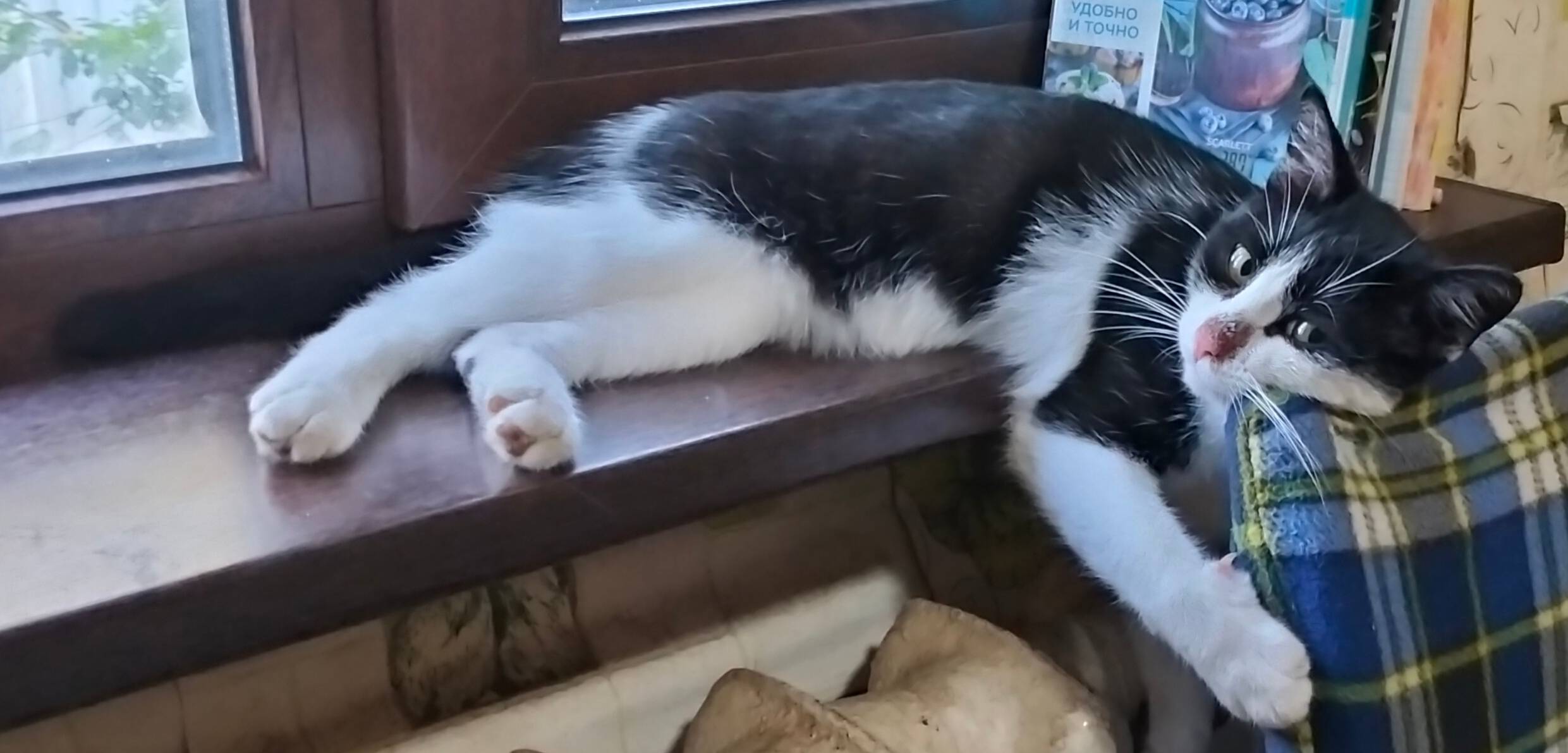 Здравствуйте. Пропала кошка. М...