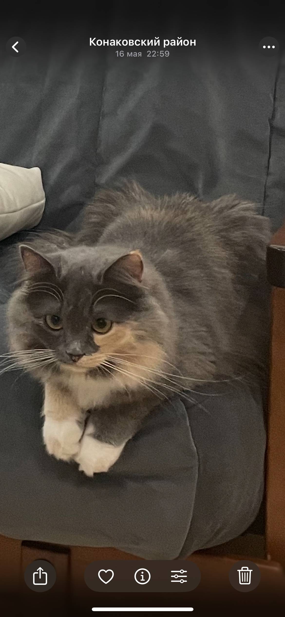 Пропала кошка на ул Баскакова ...