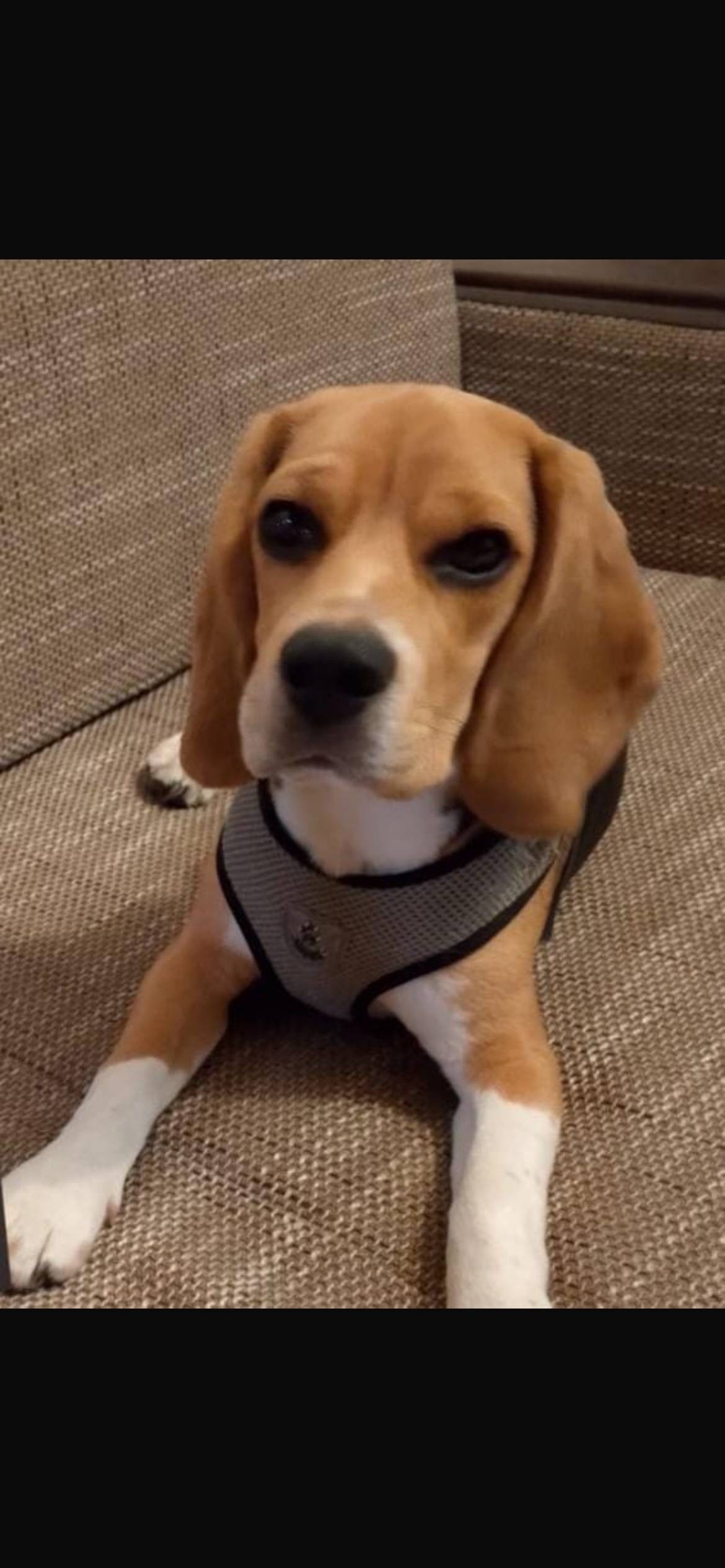 Срочно ‼️ пропала собака, откл...