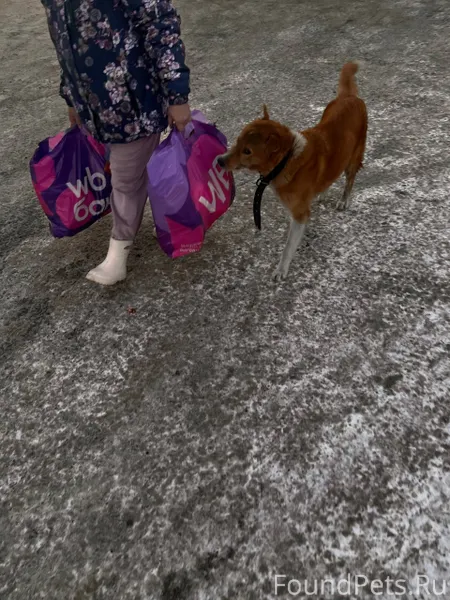 #найденКотопес04 Бегает пес во...