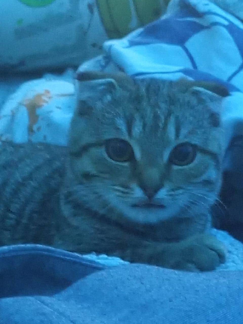 Пропал котенок-подросток 5 мес...