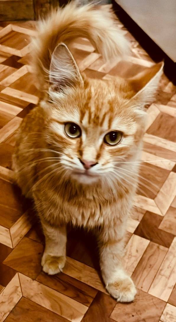 Пропал котенок 5 -6 месяцев . ...