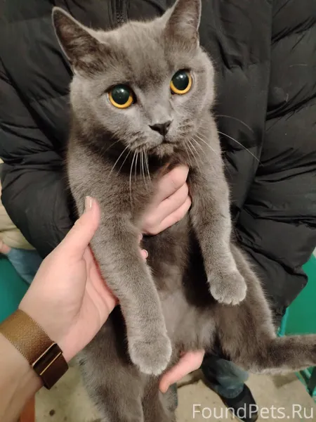 Найдена кошка, ласковая, упита...