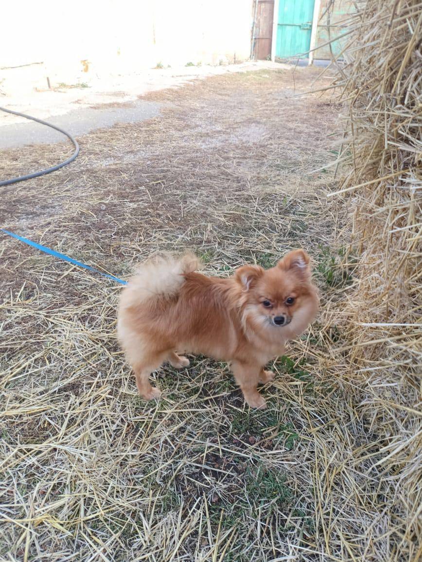 Пропала собака , просьба нашед...