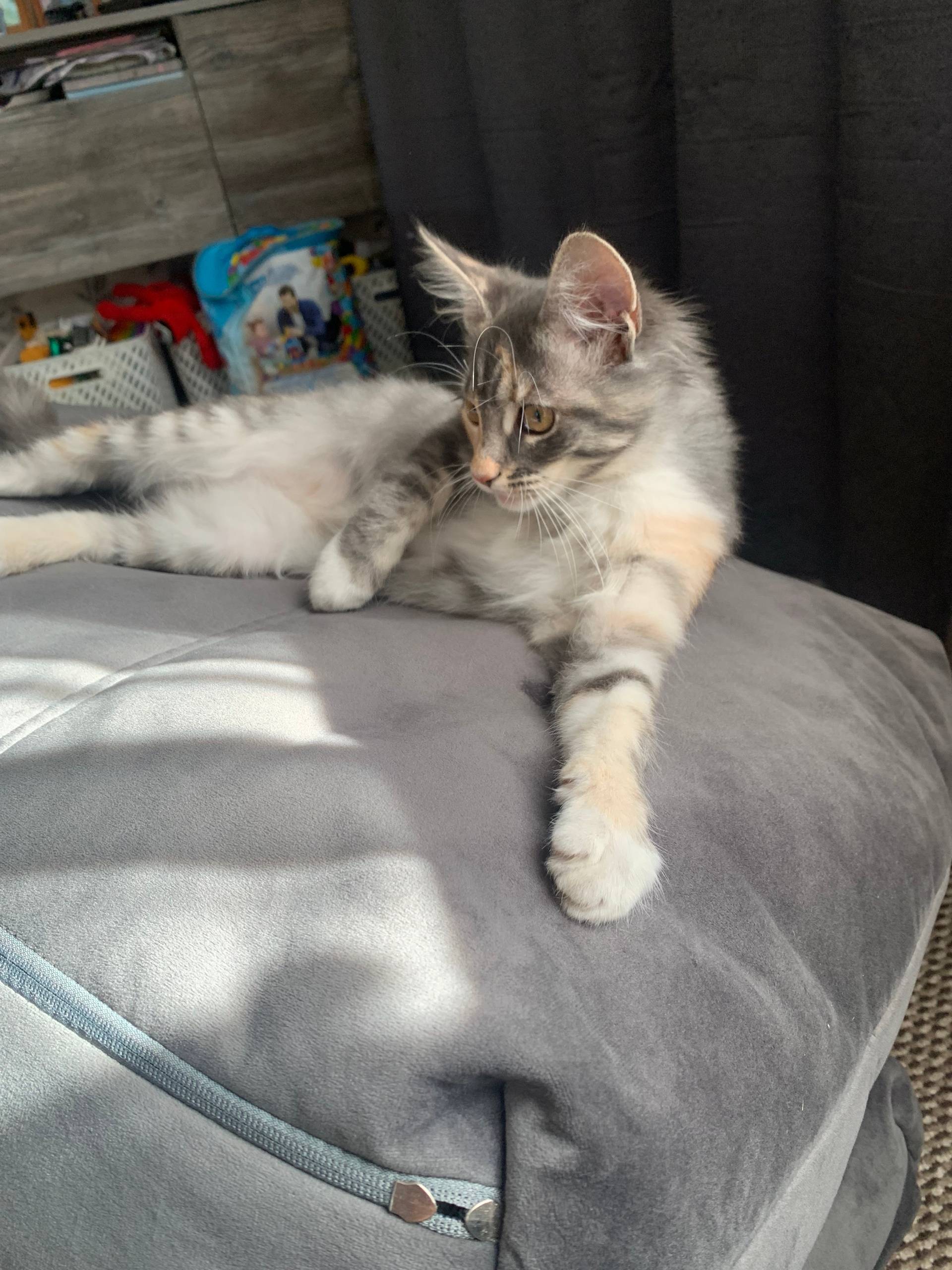 Пропала кошка, если кто то вид...