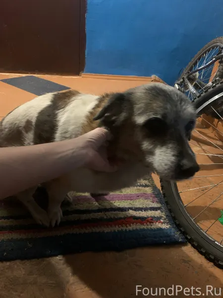 Найдена собака ‼️⚠️ взрослая д...