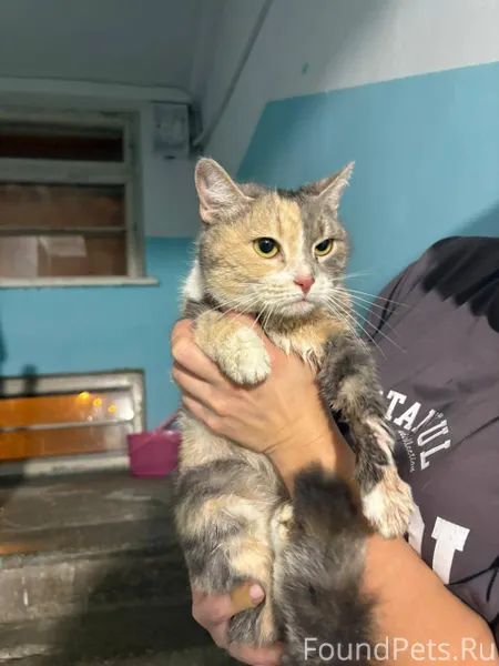 Срочно ! Найдена кошка 🆘 Собак...