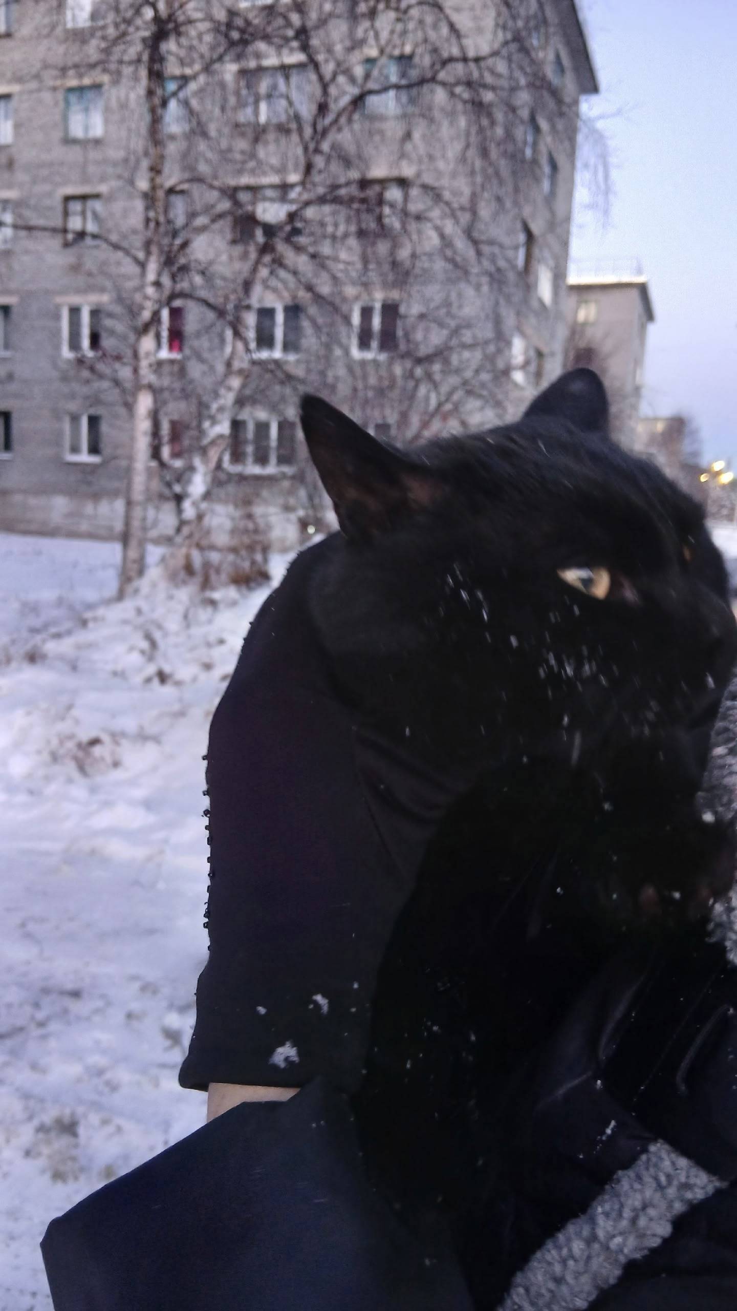 Найден кот/кошка на улице стро...