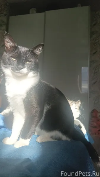 Пропал кот!! кличка:Герман гла...