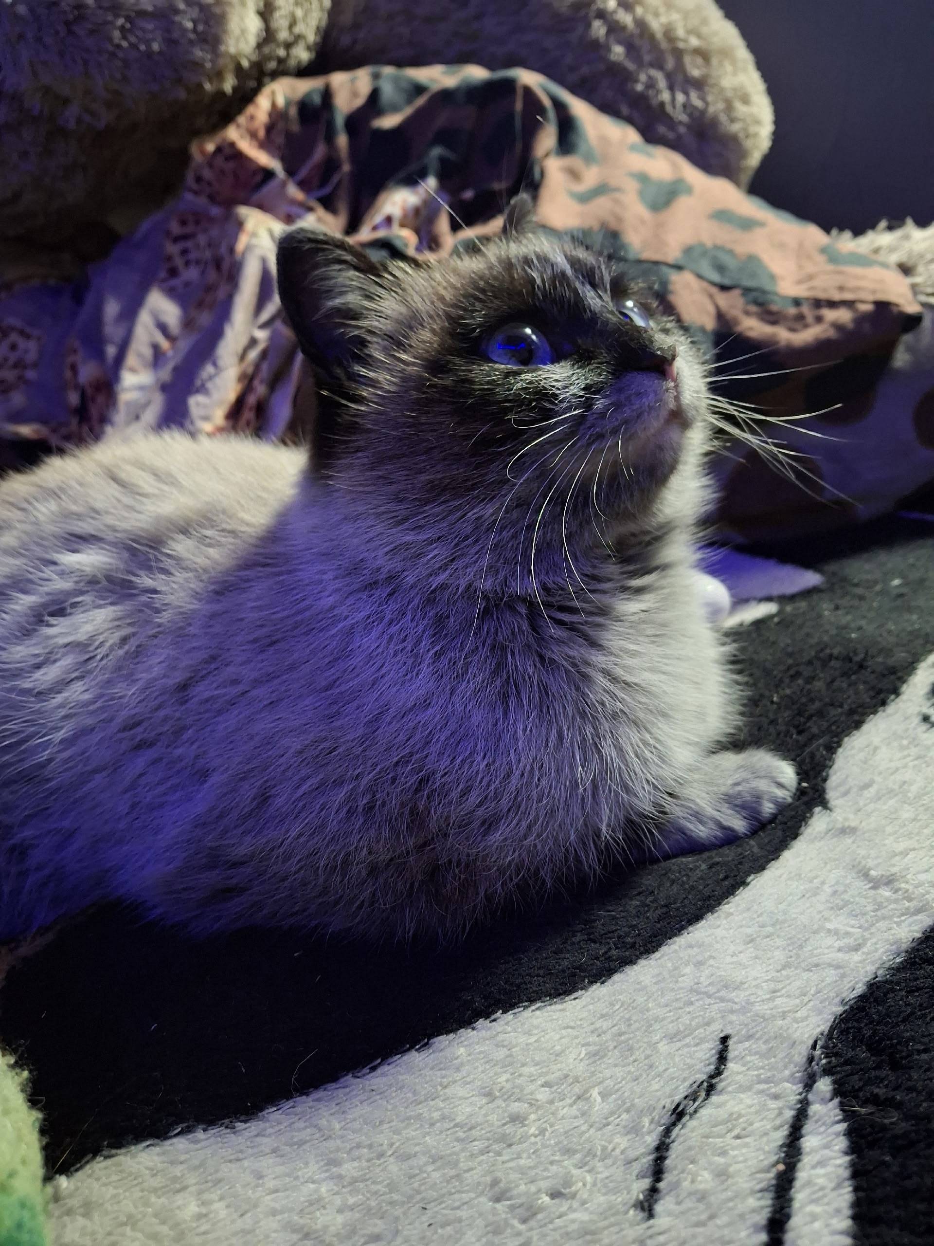 Найдена кошка в районе востока...