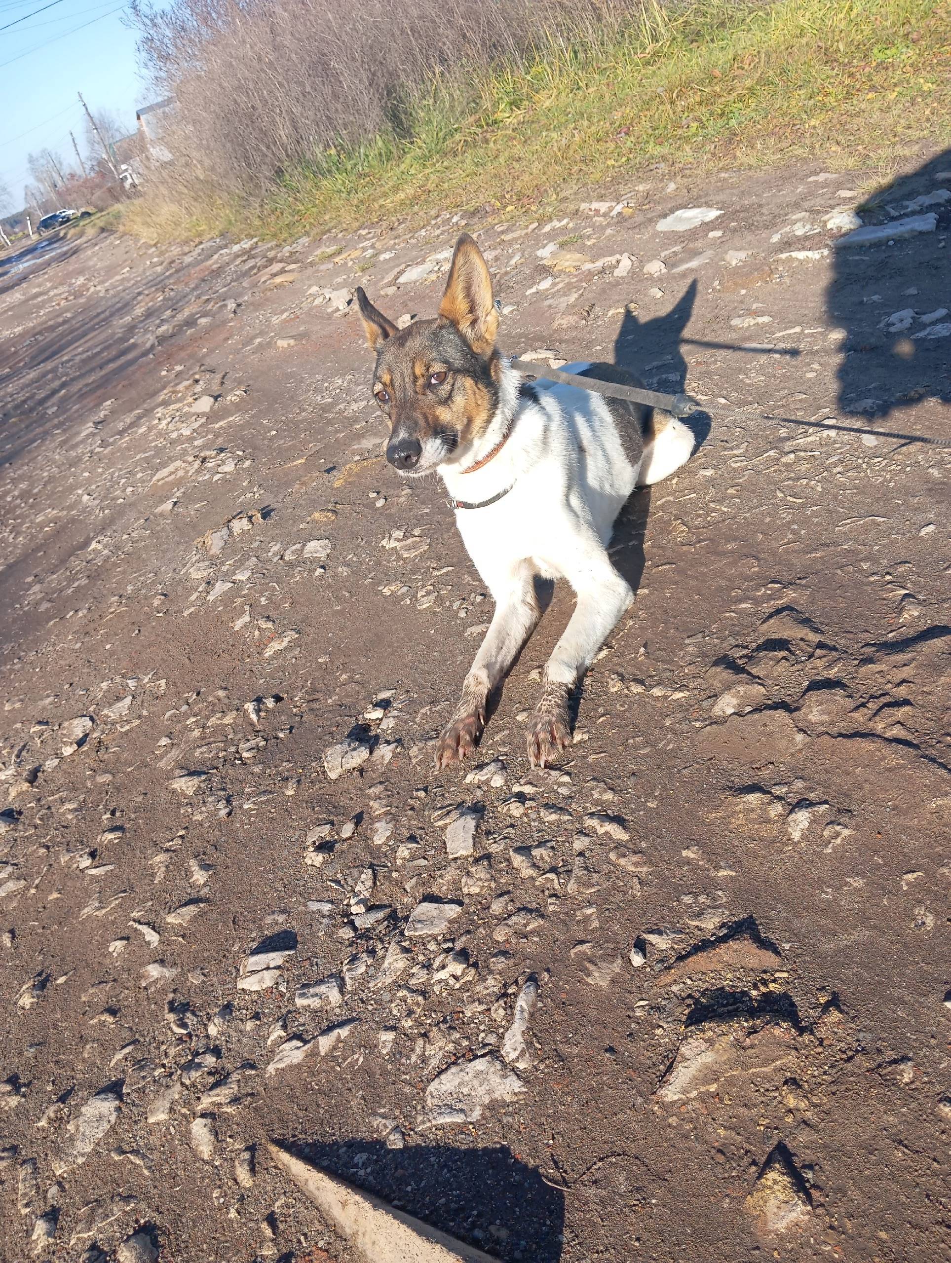 Потерялась собака район гор бо...