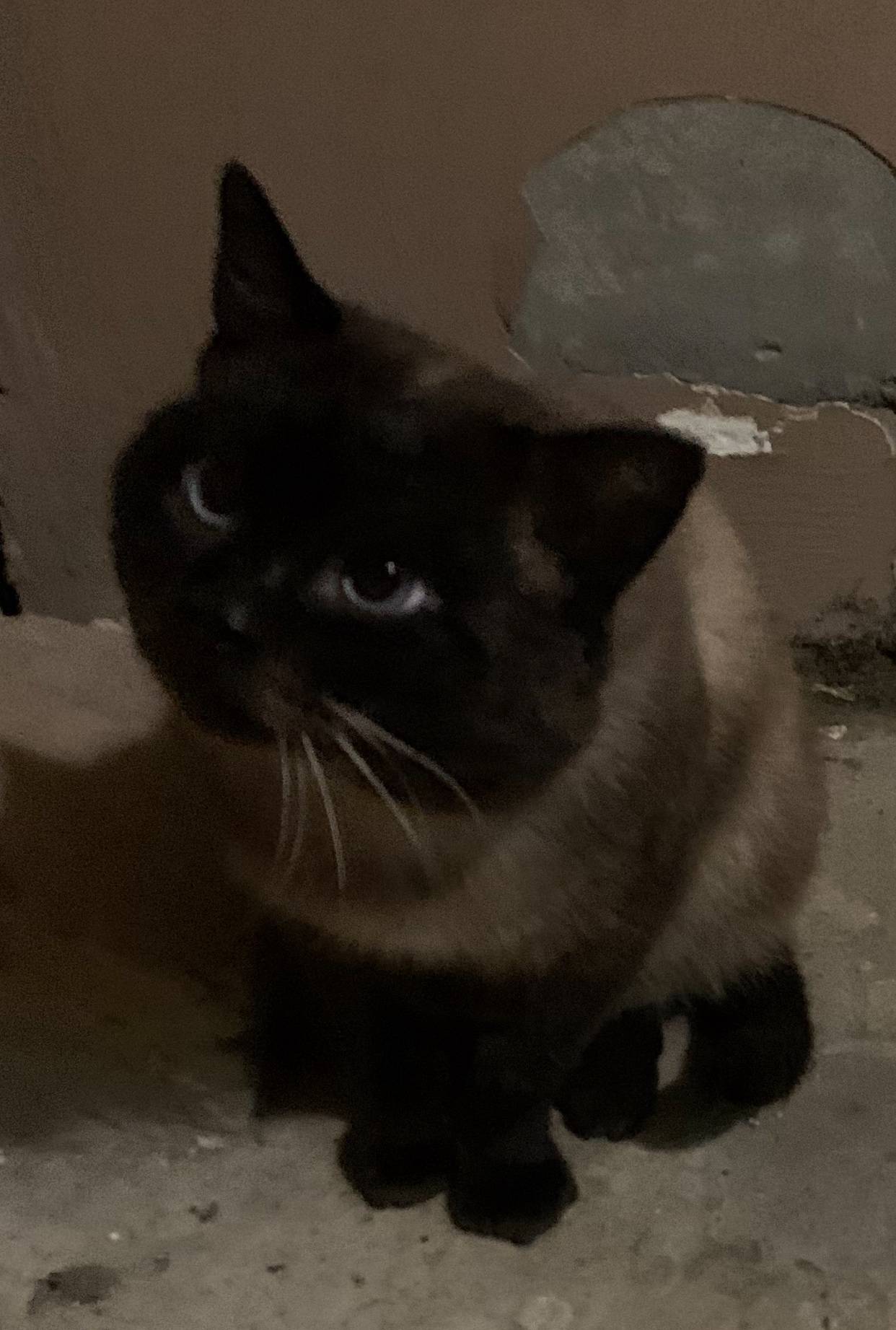 Найден кот в районе тц Паново....