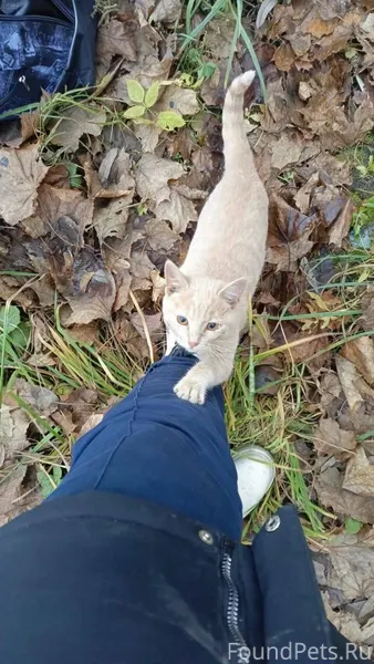 И снова SOS! Нужен дом или...