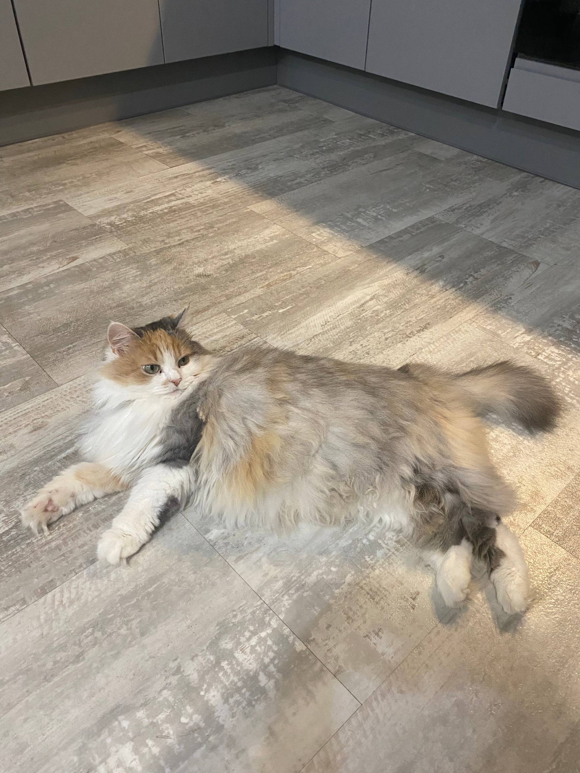 ПОТЕРЯЛАСЬ КОШКА!!! Окликается...