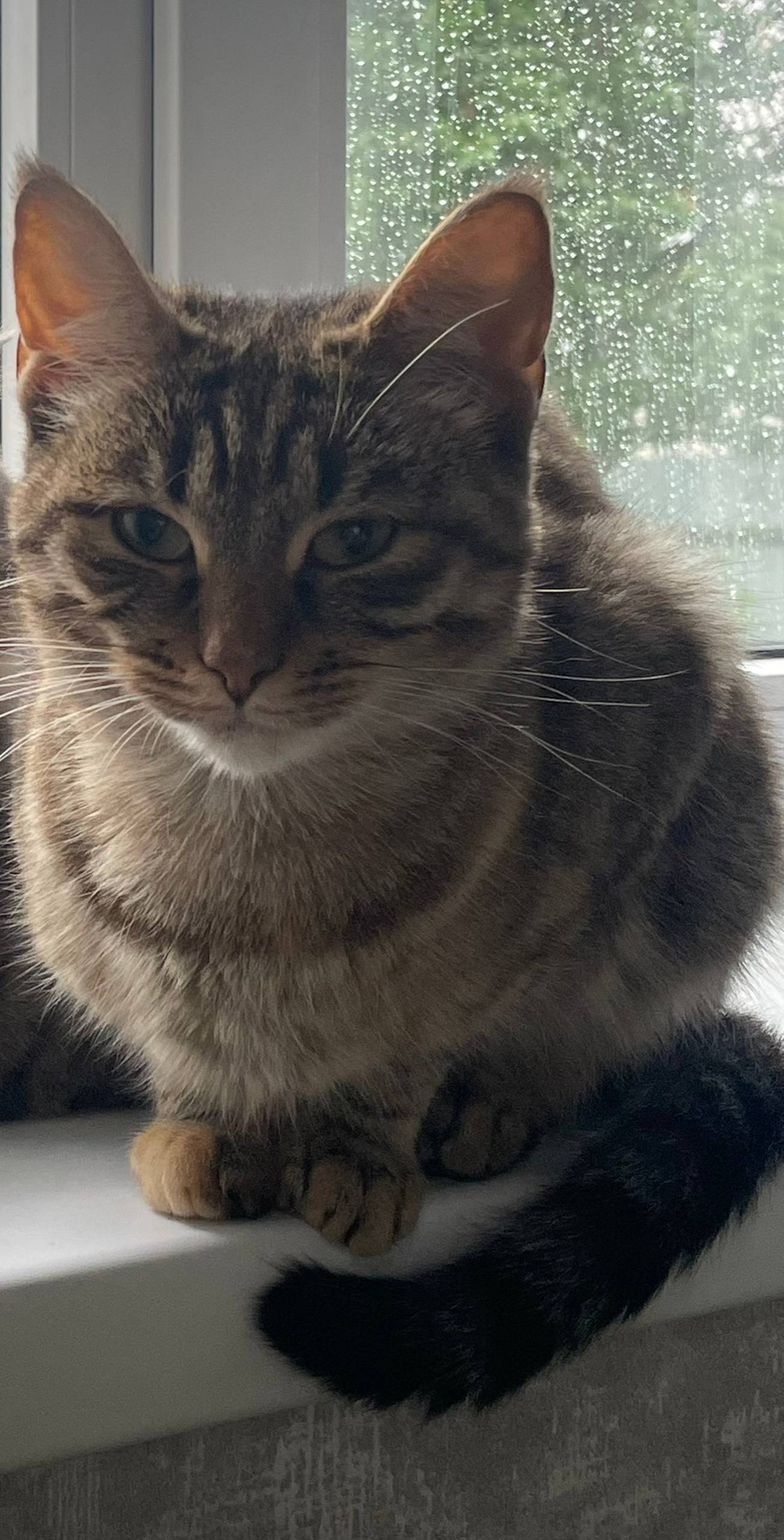 ПРОПАЛА КОШКА ФАИНА! 📍 Кимры, ...