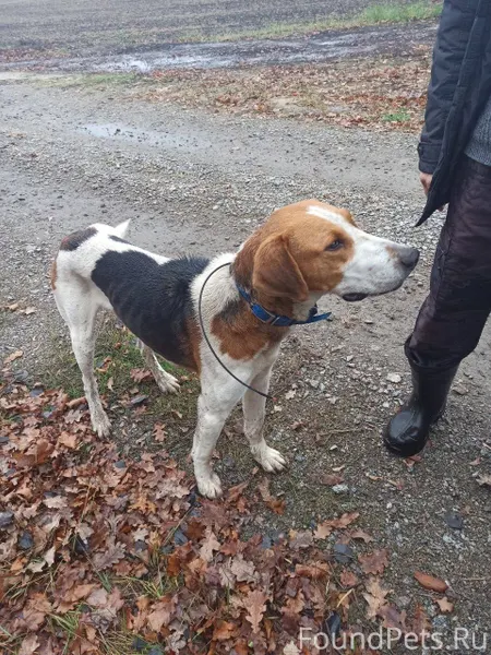 Найдена собака, кобель, с дейс...