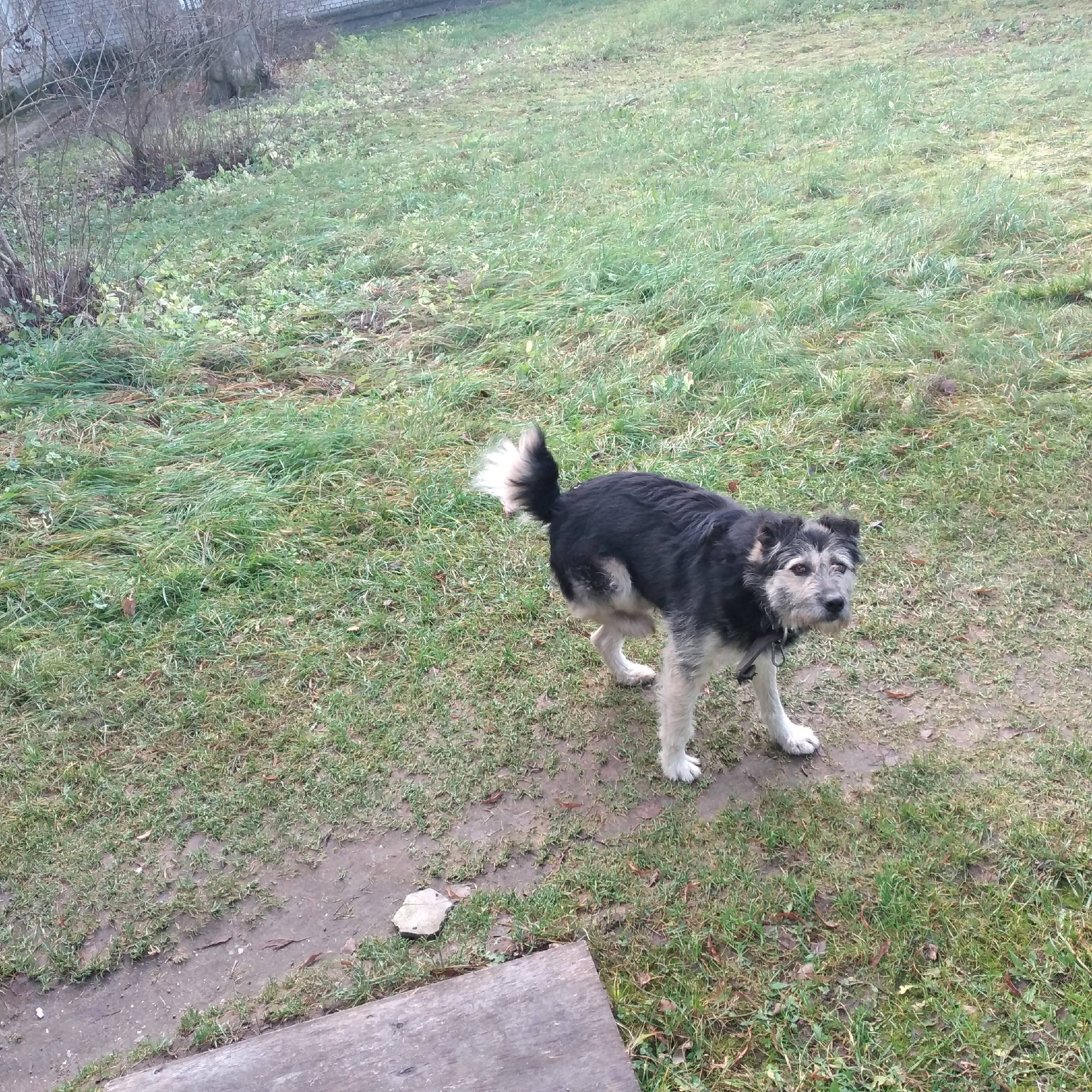 Чья собака бегает на территори...