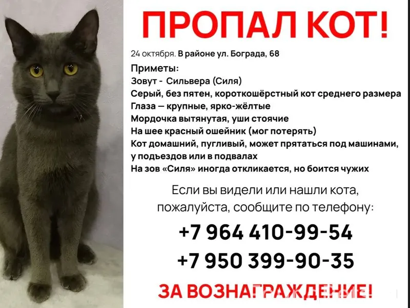 Улан-Удэ 24 октября пропал кот...
