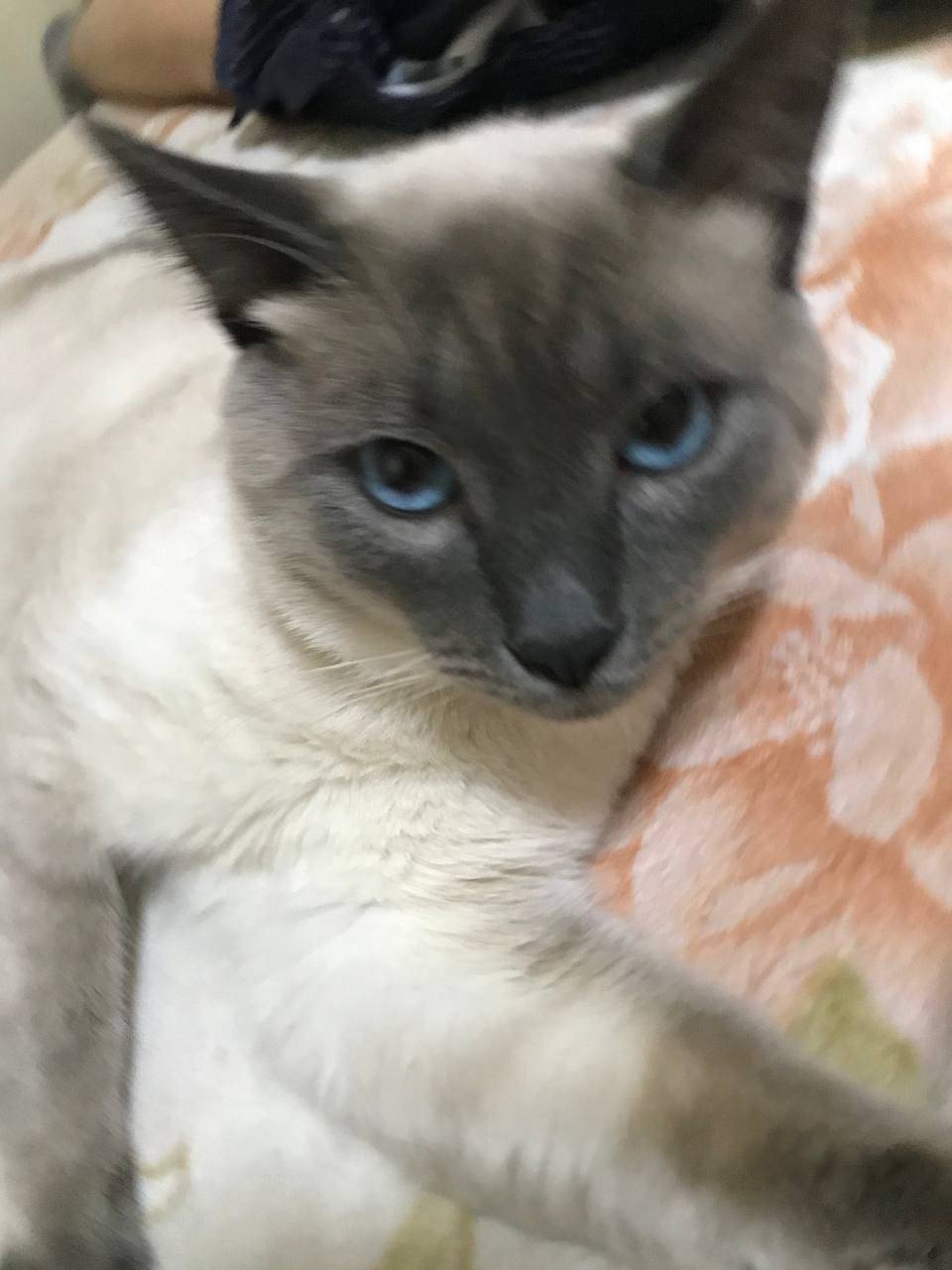 Пропал кот Территориально нахо...