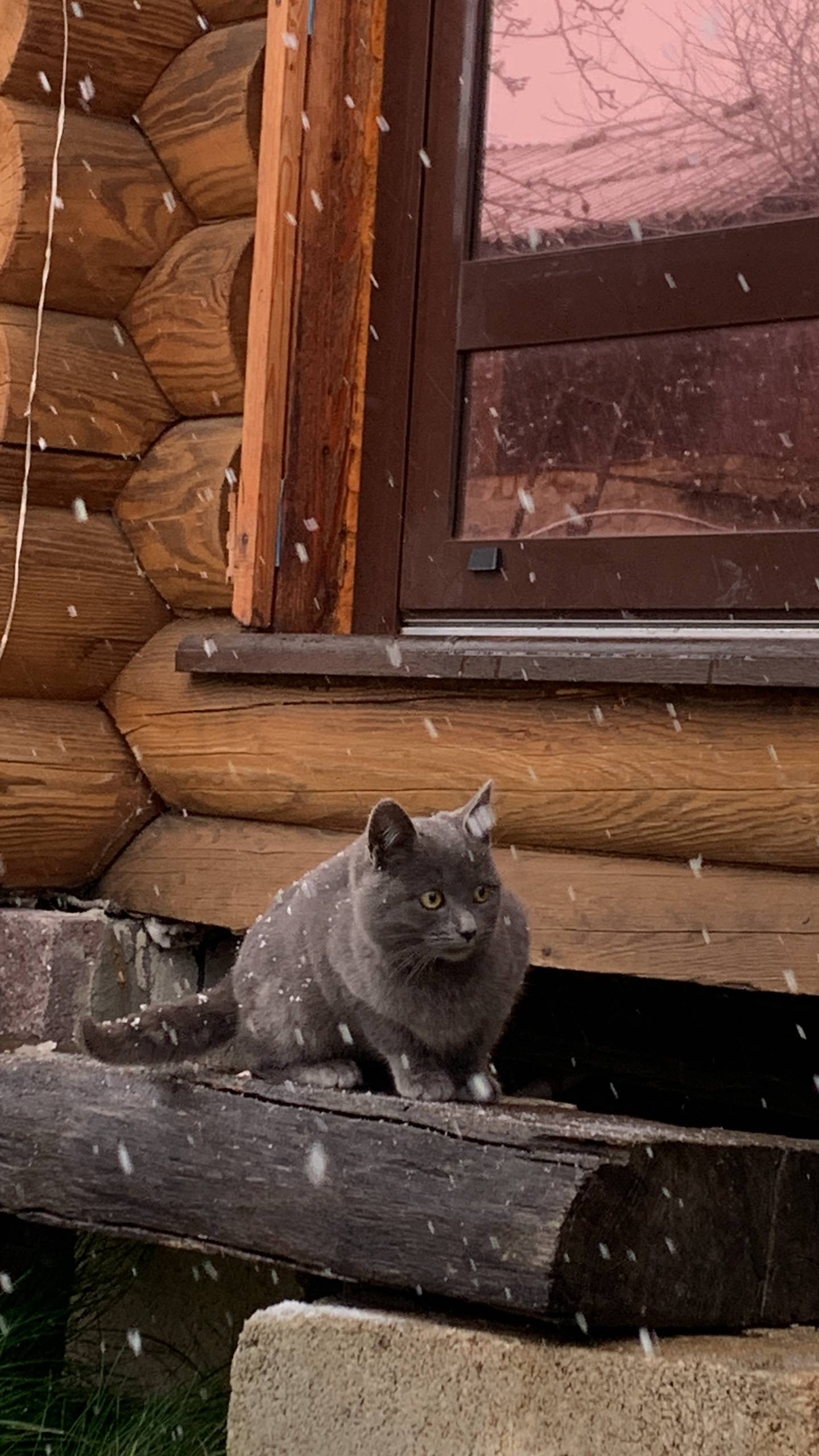 СРОЧНО ‼️ Найден котенок-подро...