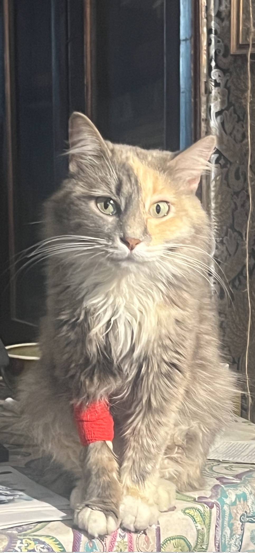 Продолжается поиск кошки Луши!...