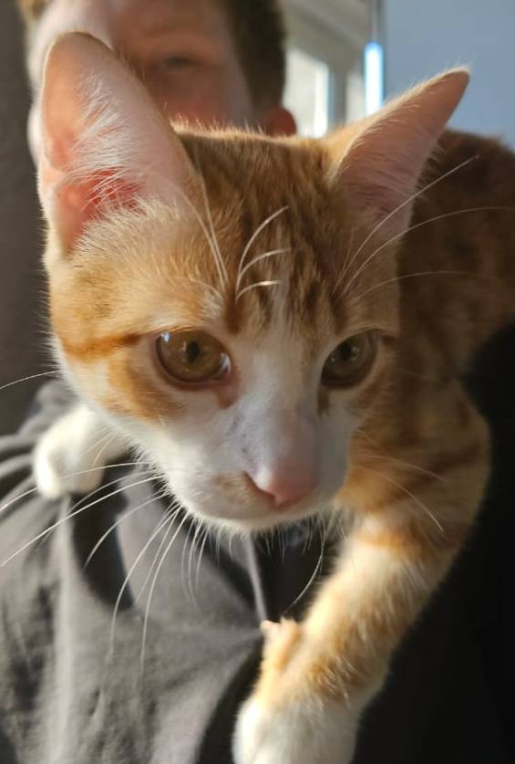 Пропал молодой кот Василий