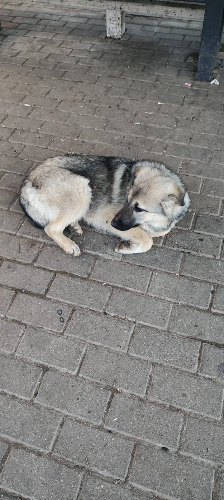 ПОМОГАЮ ИНФОРМАЦИОННО. РЖЕВ Уж...